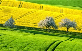 春天美麗的油菜田，黃，綠，樹木，德國