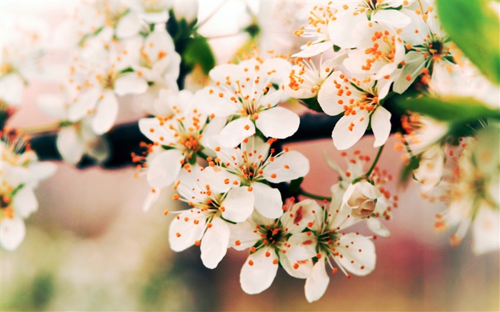 春花爛漫，樹枝，背景虛化 桌布 圖片