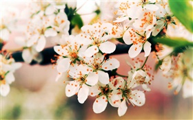 春花爛漫，樹枝，背景虛化 高清桌布