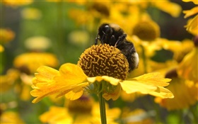 春天，黃色的花朵，蜜蜂，昆蟲