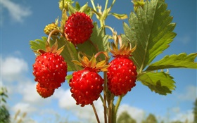 草莓，植物，水果 高清桌布