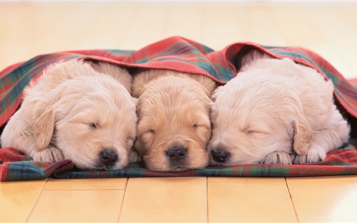 三只小狗睡覺 桌布 圖片