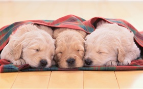 三只小狗睡覺 高清桌布