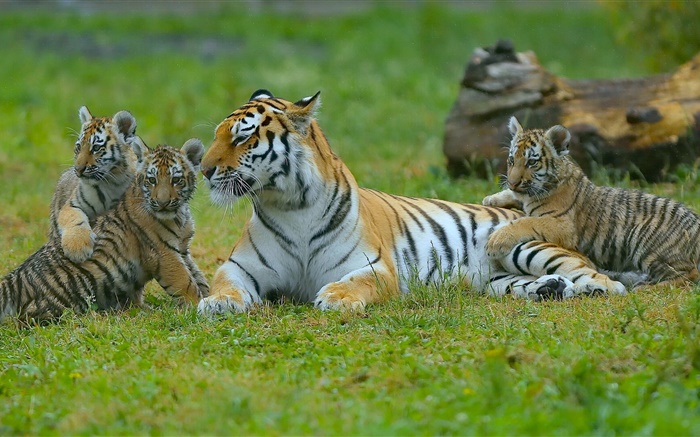 老虎家庭，草，大貓 桌布 圖片