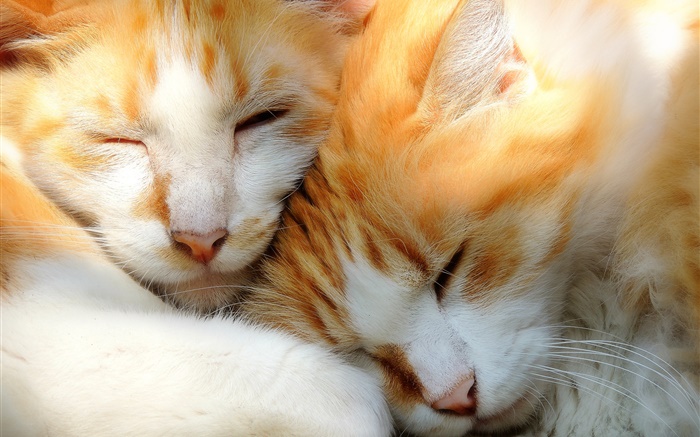兩隻小貓睡覺 桌布 圖片