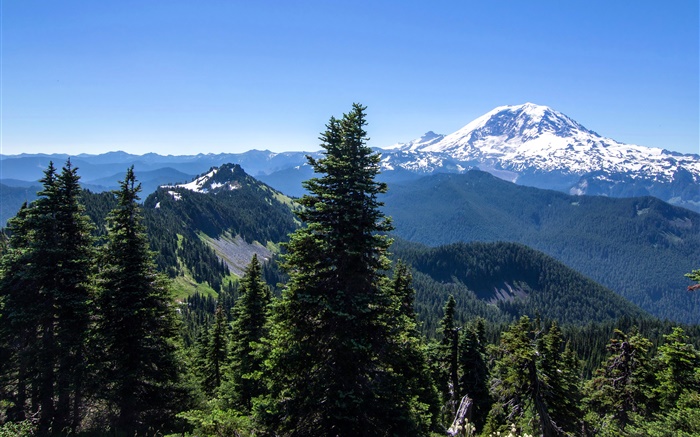 美國，阿拉斯加州，森林，高山，藍天 桌布 圖片