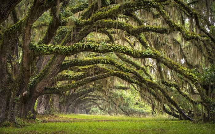 美國南卡羅來納州查爾斯頓，櫟樹，胡同，苔蘚 桌布 圖片