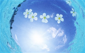 水白色的花朵，藍天，陽光，馬爾代夫