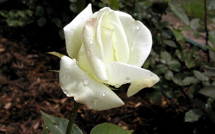 白色花瓣玫瑰，露水 桌布 圖片