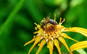 黃色的花瓣，雌蕊，昆蟲蜜蜂 高清桌布
