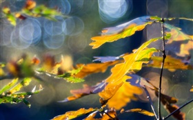 黃葉，秋，背景虛化 高清桌布