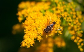 黃色的小花朵，蜜蜂，背景虛化