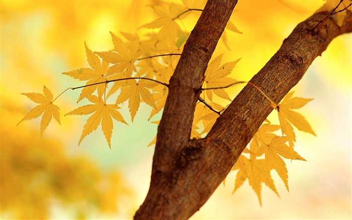 秋天，黃葉，樹枝 桌布 圖片