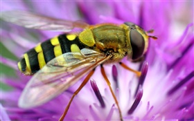 蜜蜂微距攝影，粉紅色的花