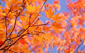 樹枝，紅色的楓葉，秋天 高清桌布