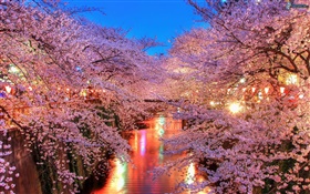 櫻花晚上，河，燈 高清桌布