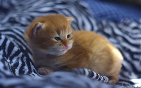 可愛的小貓寶寶在床上 高清桌布