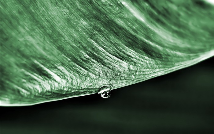 綠葉宏，一滴水，黑色的背景 桌布 圖片