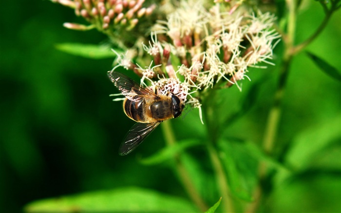 昆蟲蜜蜂，綠葉 桌布 圖片