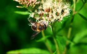 昆蟲蜜蜂，綠葉 高清桌布