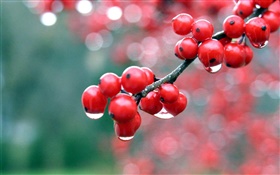 紅色漿果，樹枝，露水