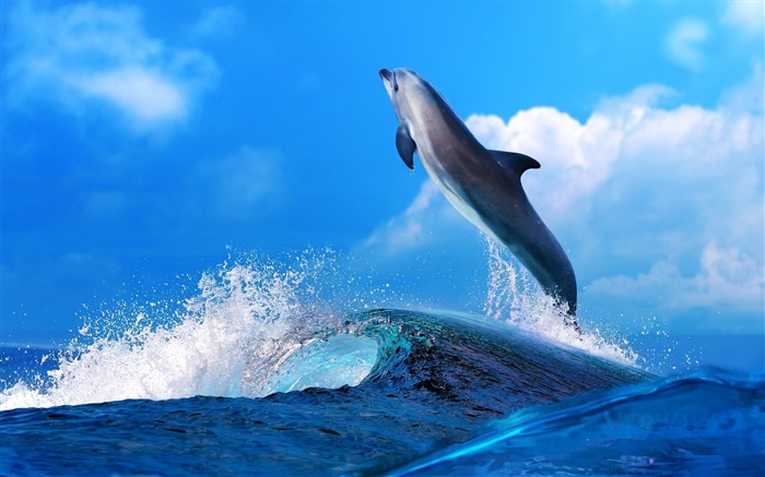 海洋動物，海豚，跳躍，海洋 桌布 圖片