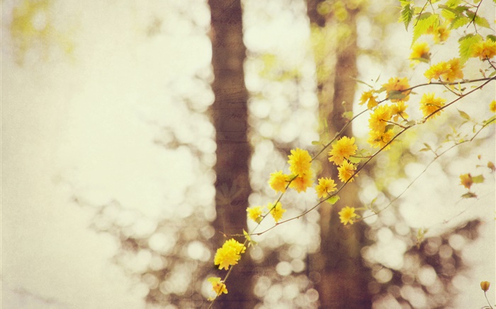 黃色的花，樹枝，樹，背景虛化 桌布 圖片