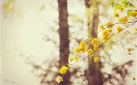 黃色的花，樹枝，樹，背景虛化 高清桌布