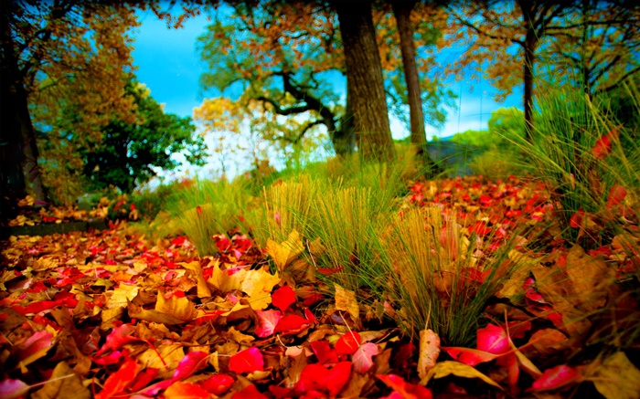 秋天，紅色黃色葉在地面上 桌布 圖片