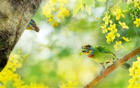 鳥抓昆蟲，花，樹 高清桌布
