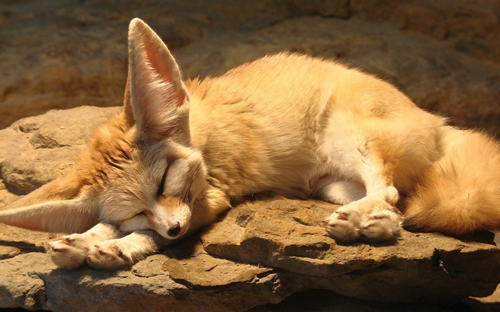可愛的狐狸睡眠，岩石 桌布 圖片