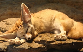 可愛的狐狸睡眠，岩石