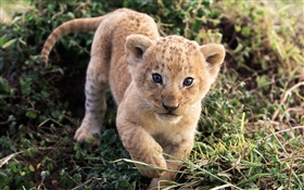 可愛的小獅子在草叢中 高清桌布