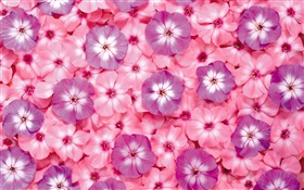 許多桃紅色花，瓣 高清桌布