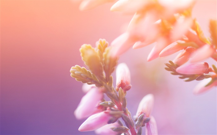 桃紅色花，芽，背景虛化 桌布 圖片