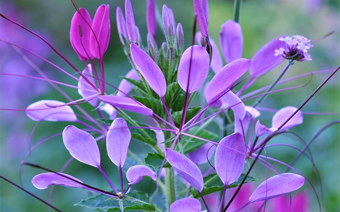紫色花，花瓣，葉子，植物 桌布 圖片