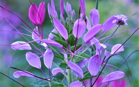 紫色花，花瓣，葉子，植物 高清桌布