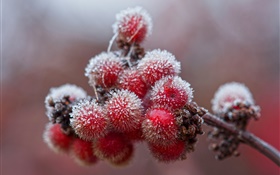 紅色漿果，水晶，冰，霜
