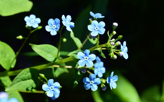 小藍色花，黑背景 桌布 圖片