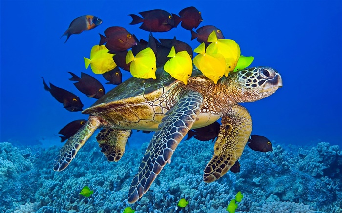 烏龜水下，海，熱帶魚 桌布 圖片