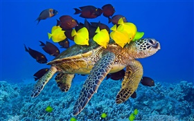 烏龜水下，海，熱帶魚 高清桌布