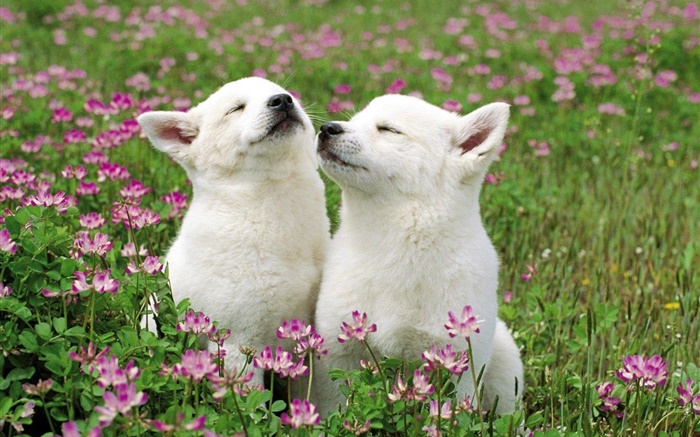兩隻白色小狗，花，草 桌布 圖片