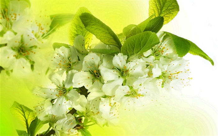白色蘋果花，開花，枝杈，春天 桌布 圖片