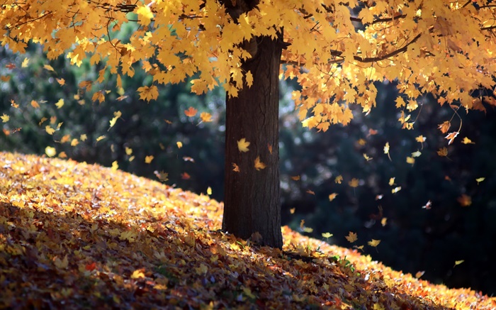 秋天，單樹，黃色葉子 桌布 圖片