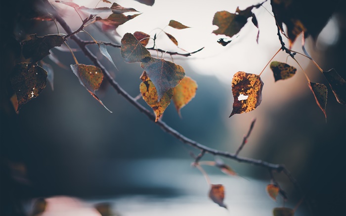 秋天，枝杈，黃色葉子，模糊的背景 桌布 圖片