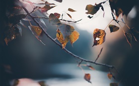 秋天，枝杈，黃色葉子，模糊的背景