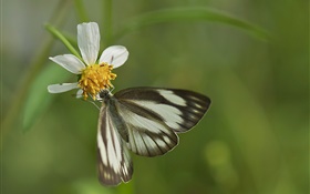 黑蝴蝶和白花 高清桌布