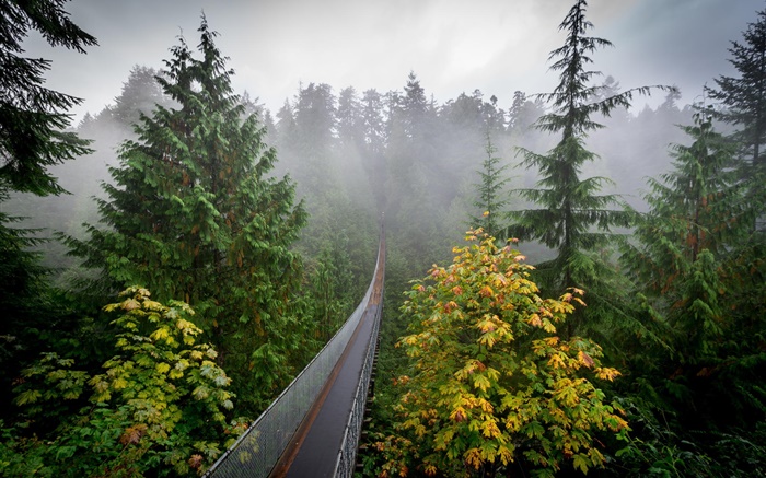 森林早晨，樹，霧，吊橋 桌布 圖片