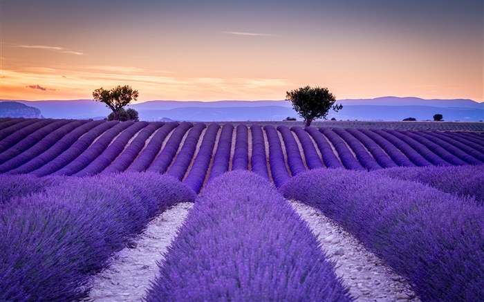 法國，普羅旺斯，薰衣草田，樹木，紫色的風格 桌布 圖片