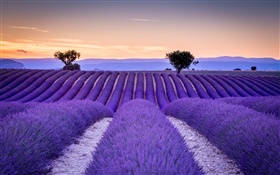 法國，普羅旺斯，薰衣草田，樹木，紫色的風格